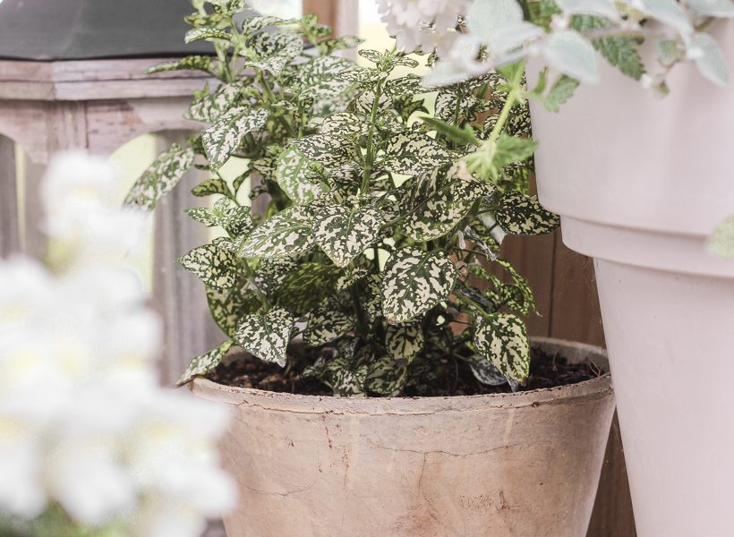 Home blogger and interior decorator Liz Fourez shares her favorite plants and flowers that she planted this year